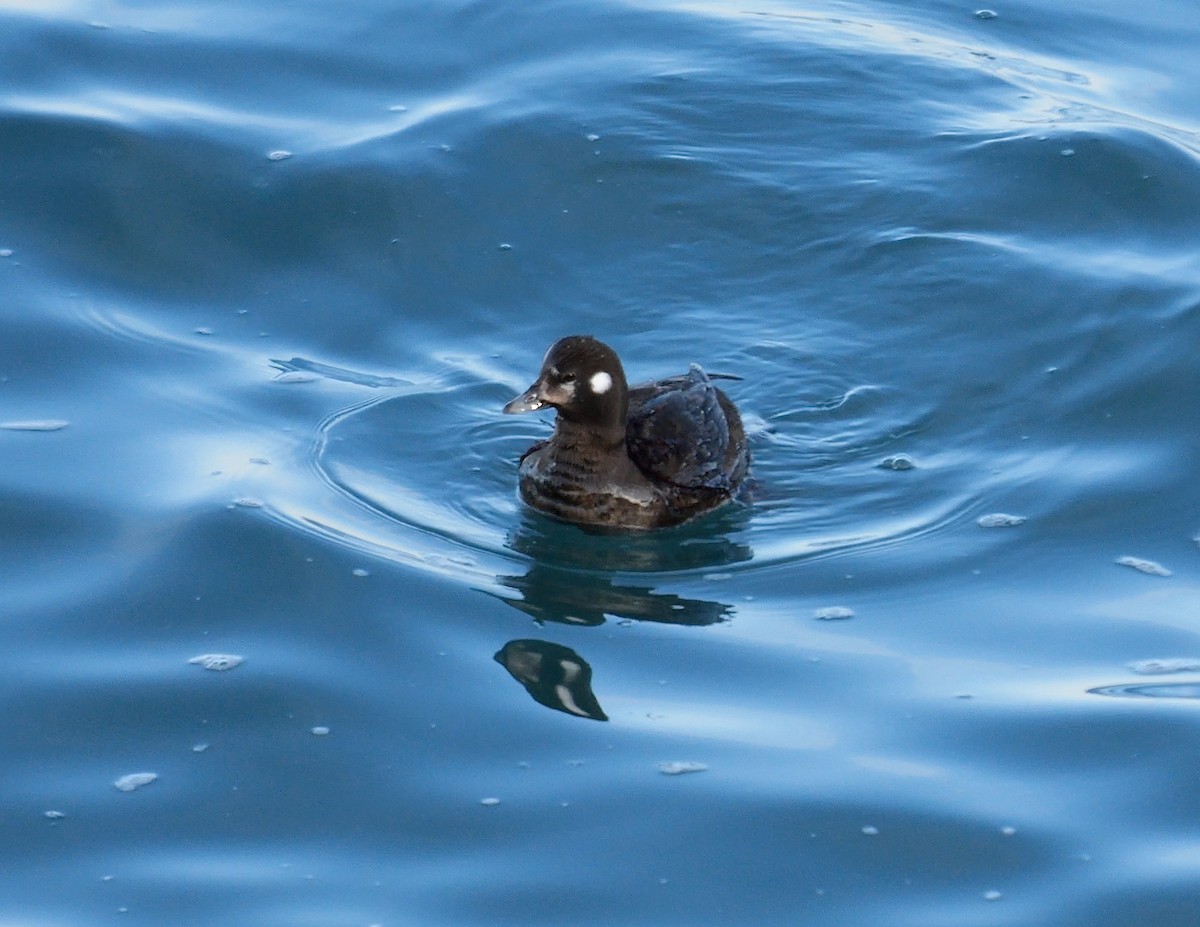 Harlequin Duck - ML644757585