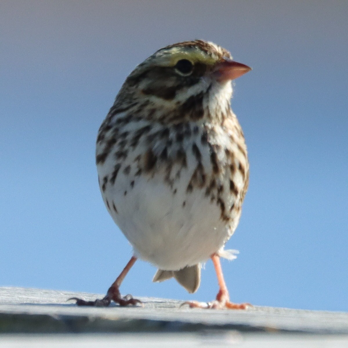 Chingolo Sabanero - ML644757589