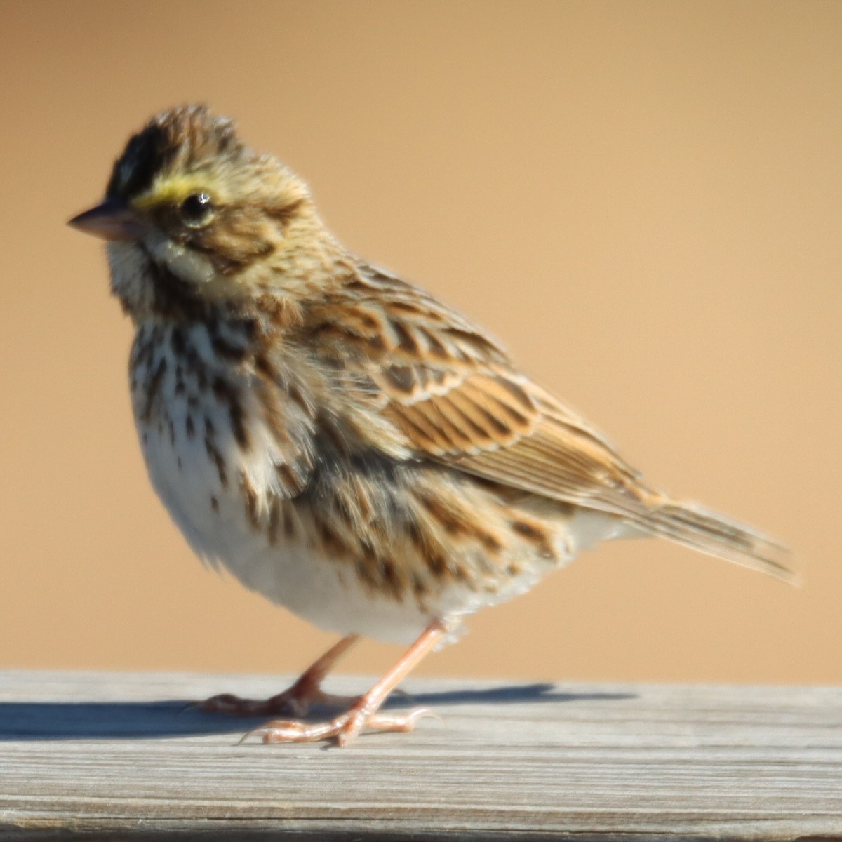 Chingolo Sabanero - ML644757590