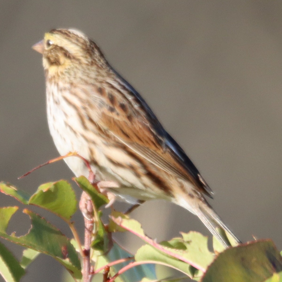 Chingolo Sabanero - ML644757591