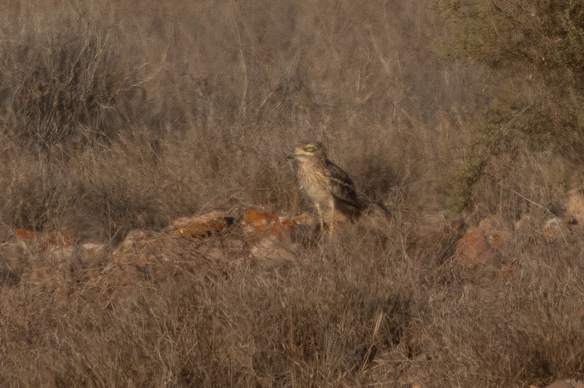 Эгэл шарандан - ML644757600