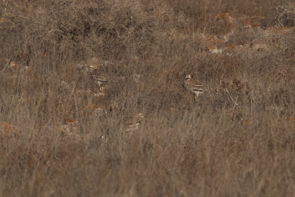 Эгэл шарандан - ML644757601