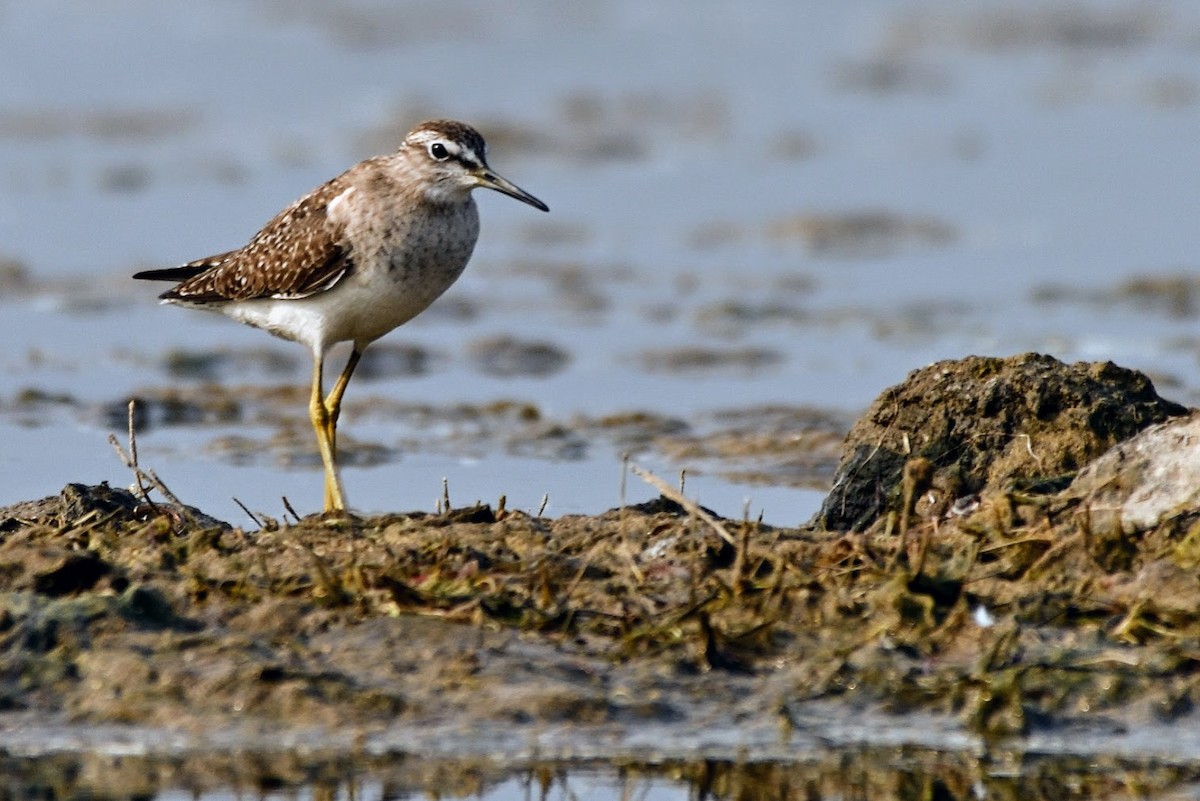 vodouš bahenní - ML644757602