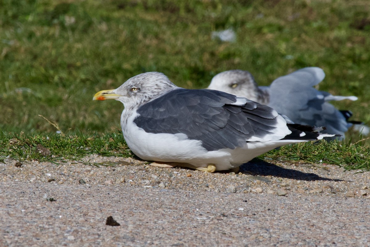 Lesser Black-backed Gull - ML644757603