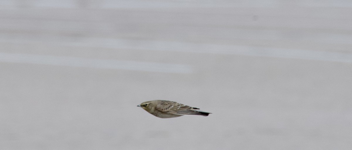 Horned Lark - ML644757622