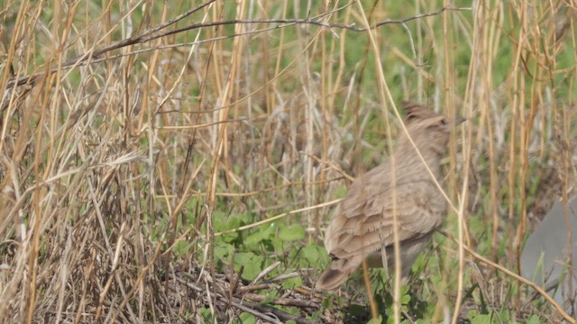 Cochevis huppé - ML644757625