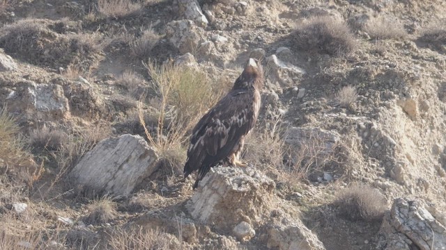Pygargue à queue blanche - ML644757646