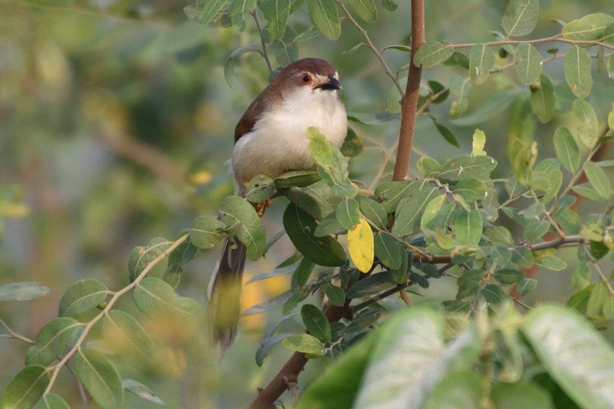 Timalí Ojigualdo - ML644757660