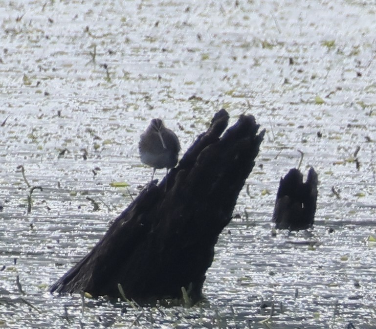 Agachadiza Común - ML644757678