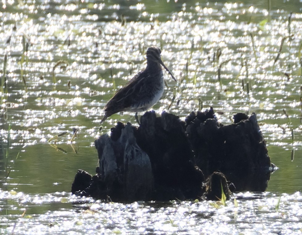 Agachadiza Común - ML644757679