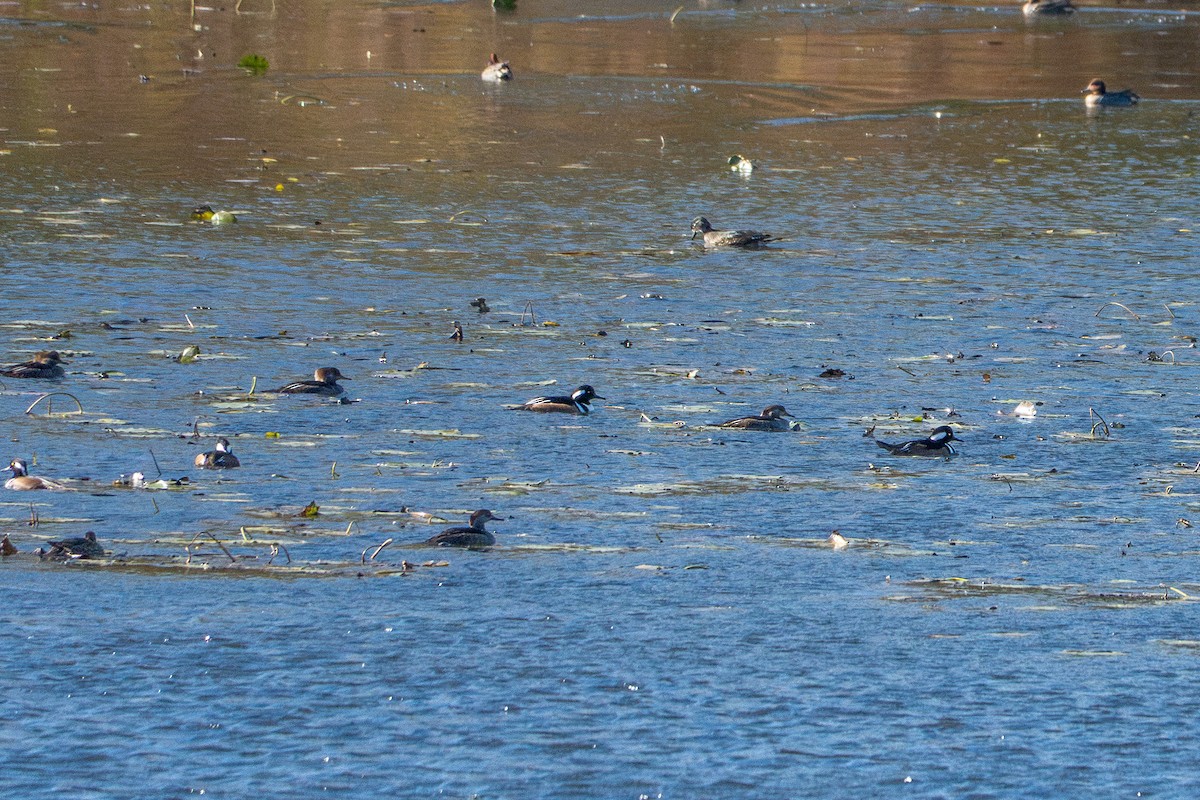 Hooded Merganser - ML644757680