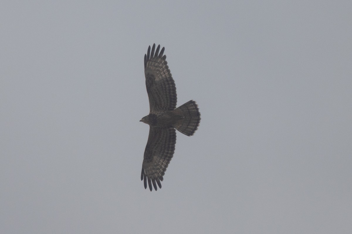 Балч гоорбис - ML644757681