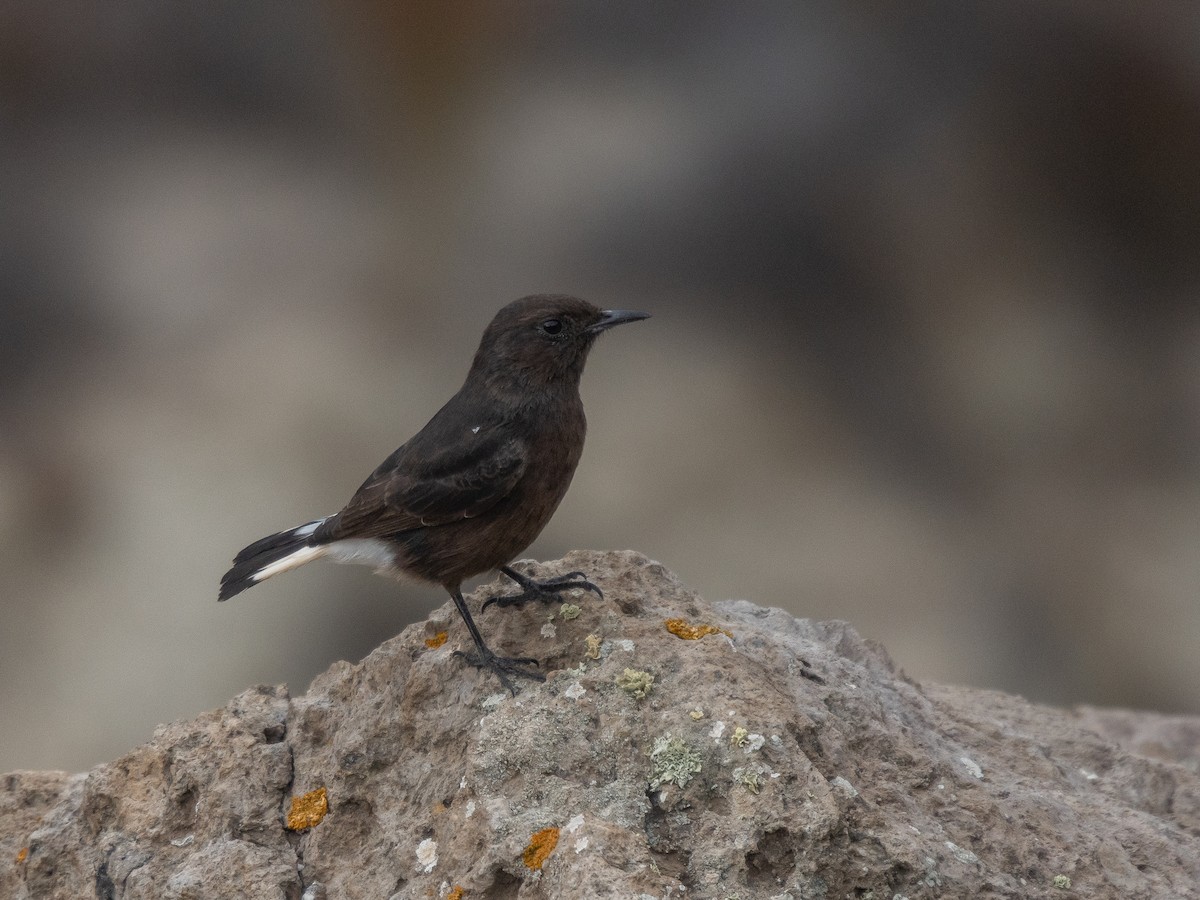 Black Wheatear - ML644757687