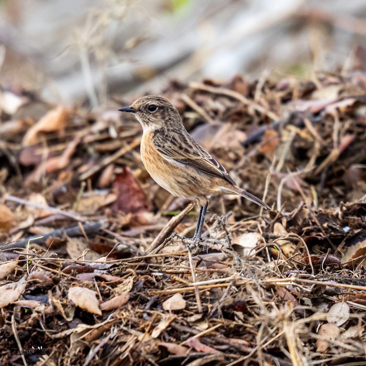 Трав'янка чорноголова - ML644757691