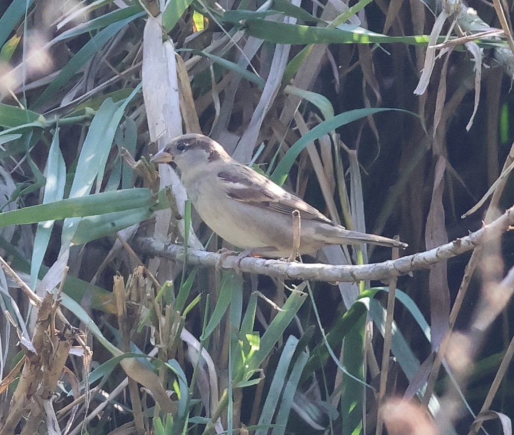 家麻雀 - ML644757694