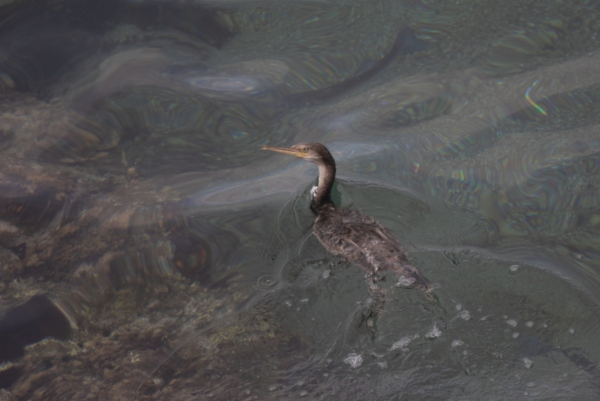 European Shag - ML644757701