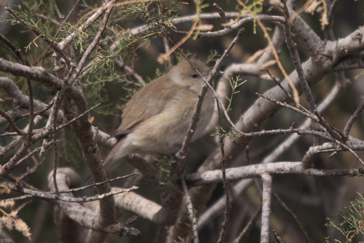 Бутны зэржгэнэ - ML644757706