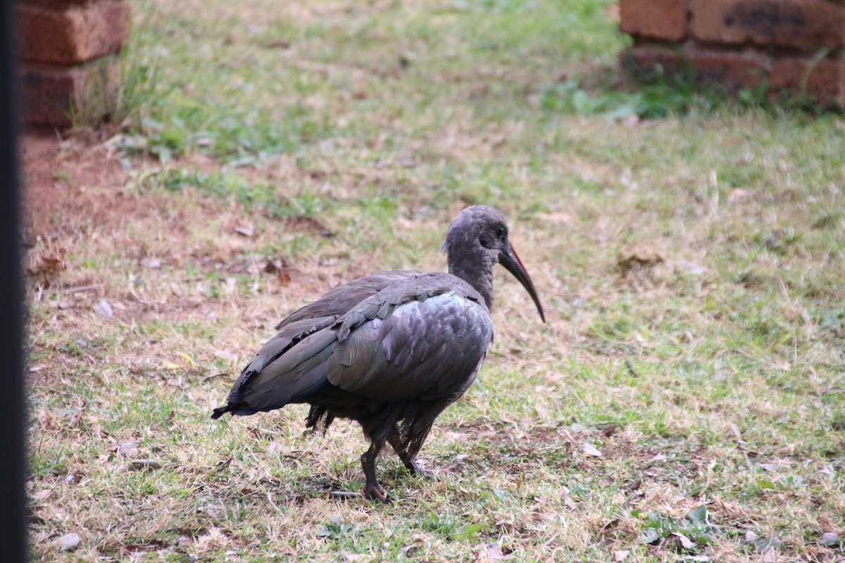 Hadada Ibis - ML644757715