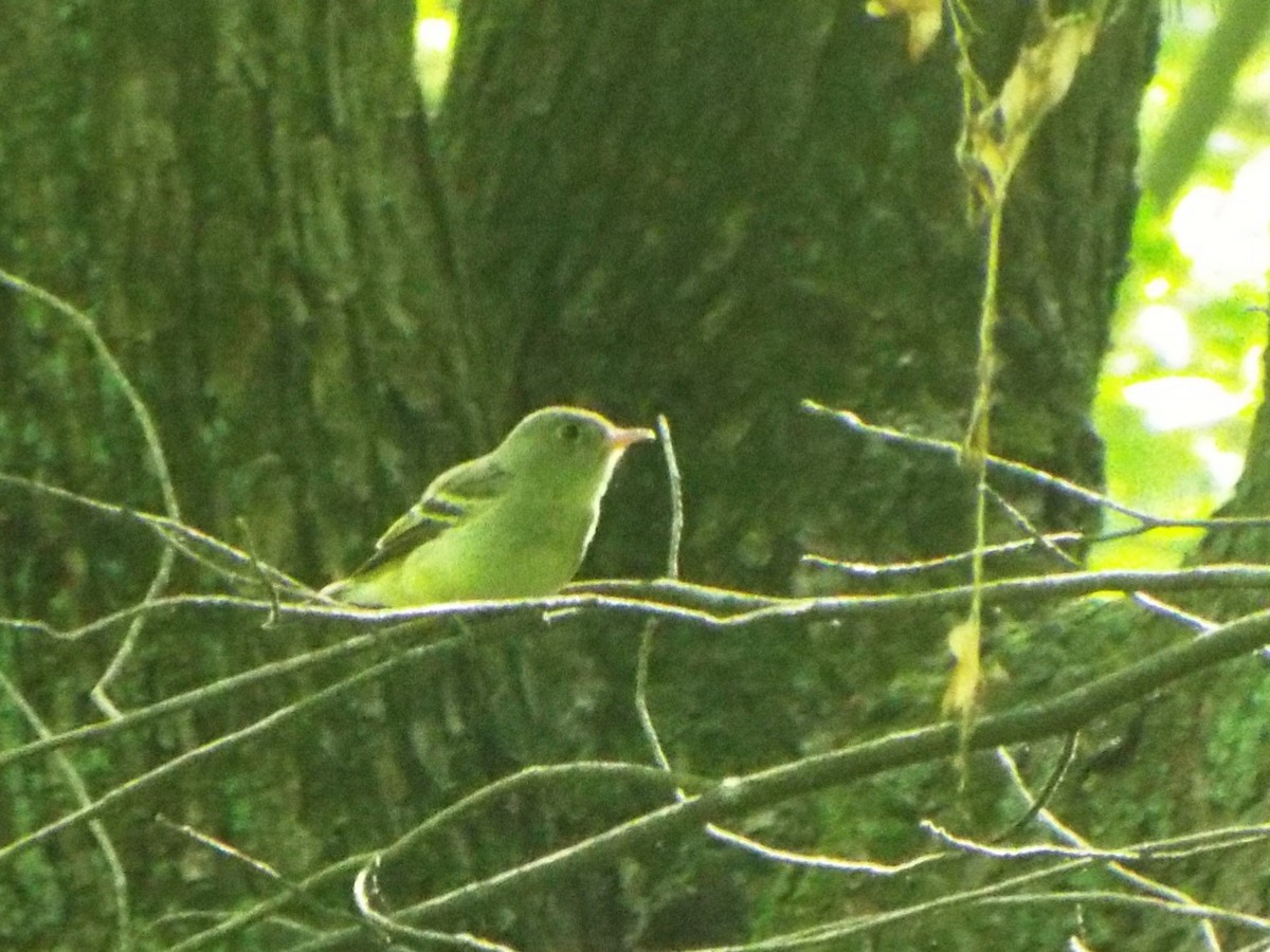 Піві-малюк оливковий - ML644757726