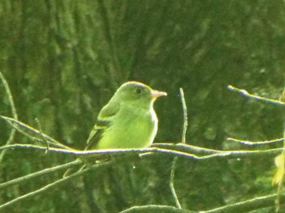 Піві-малюк оливковий - ML644757727