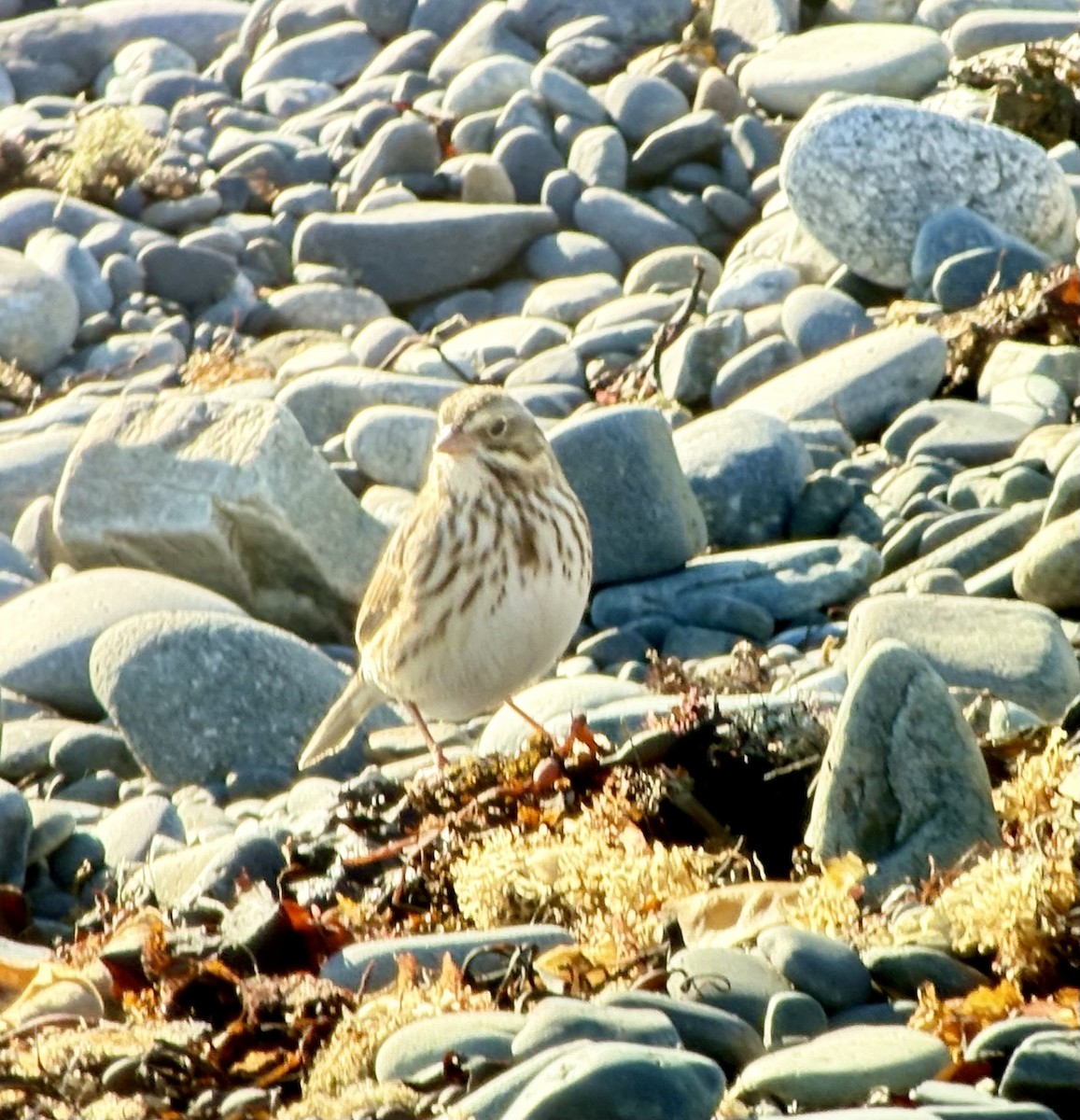 Savannah Serçesi (princeps) - ML644757755