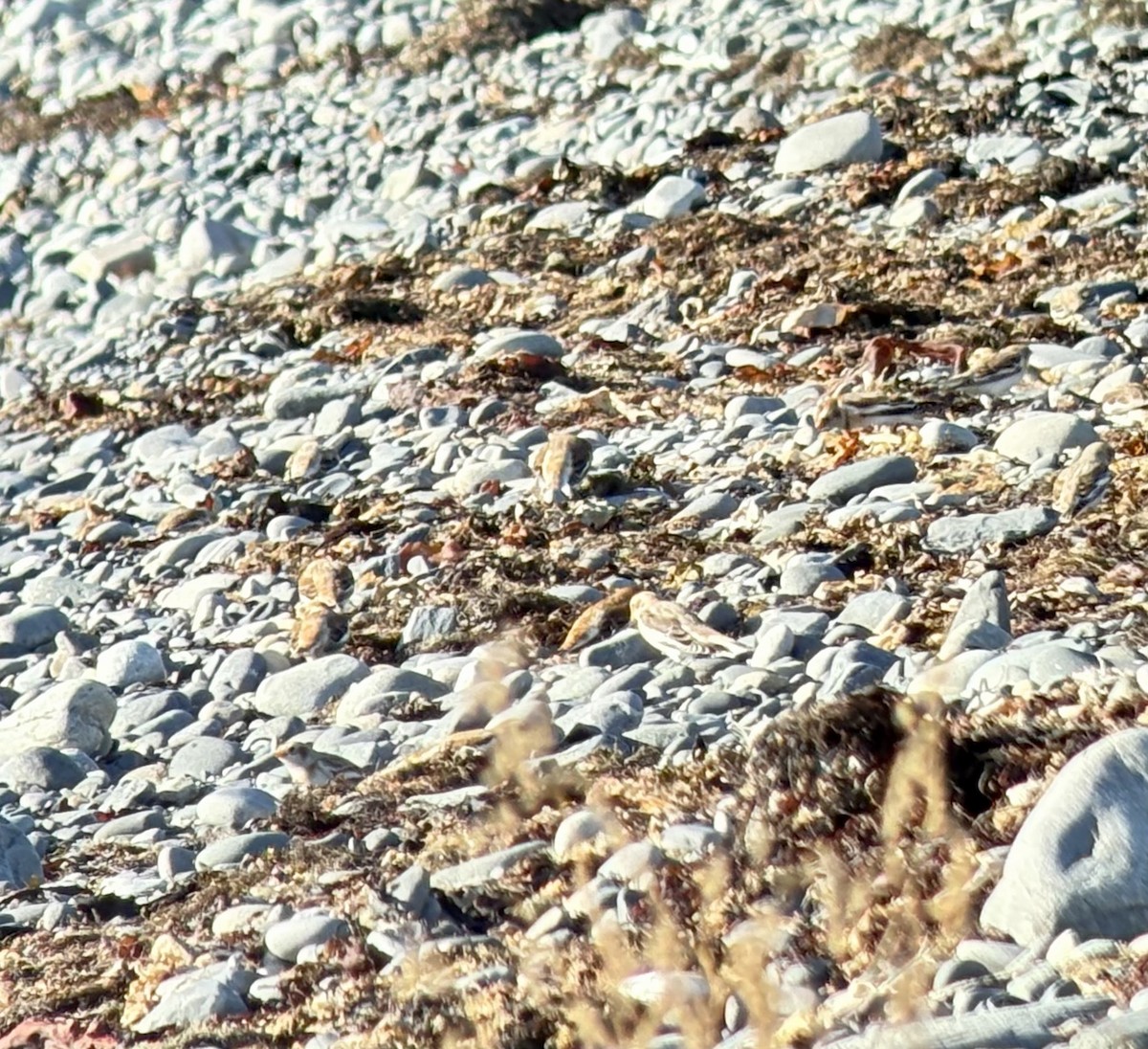 Alaca Çinte - ML644757764