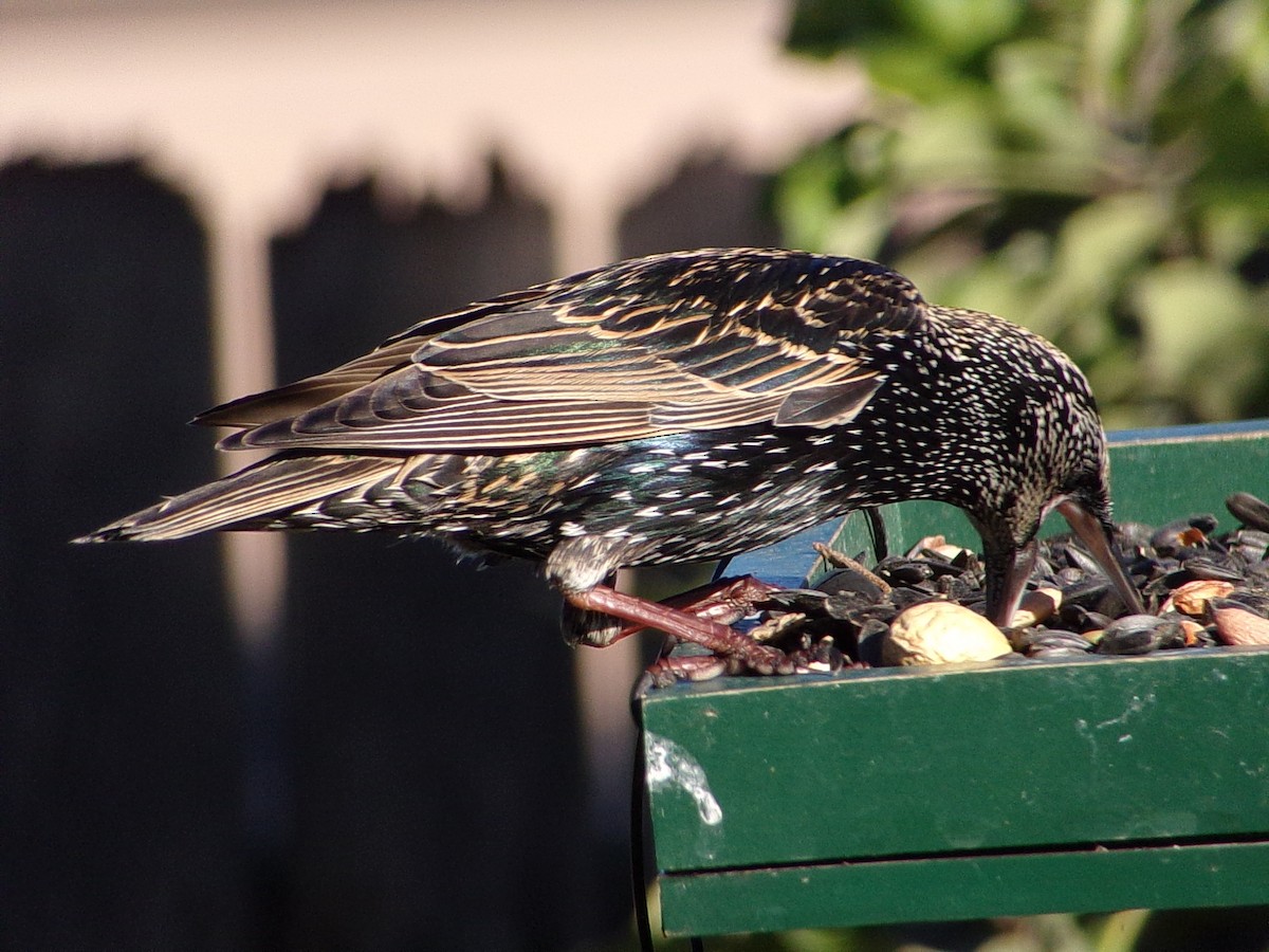 ホシムクドリ - ML644757769