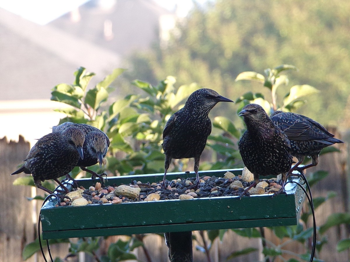 ホシムクドリ - ML644757789