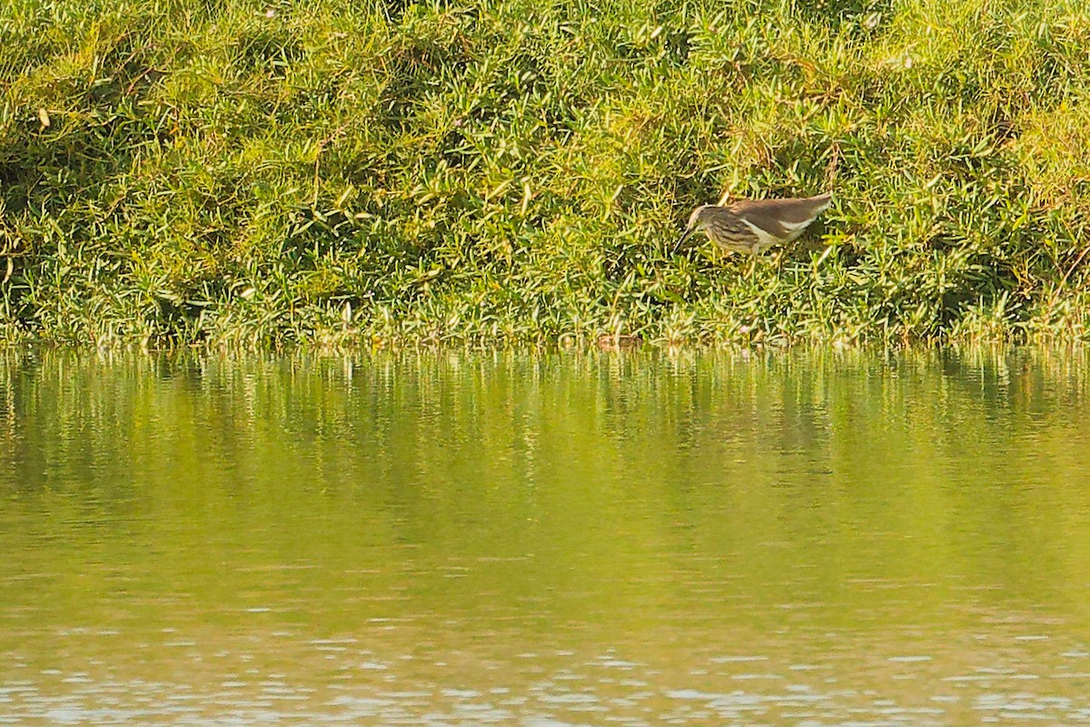 Indian Pond-Heron - ML644757800