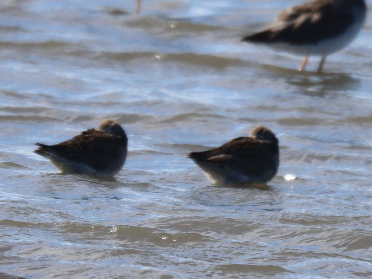 Bécassin à long bec - ML644757802