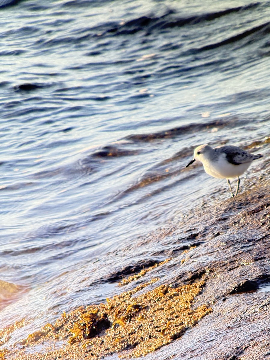 Ak Kumkuşu - ML644757807