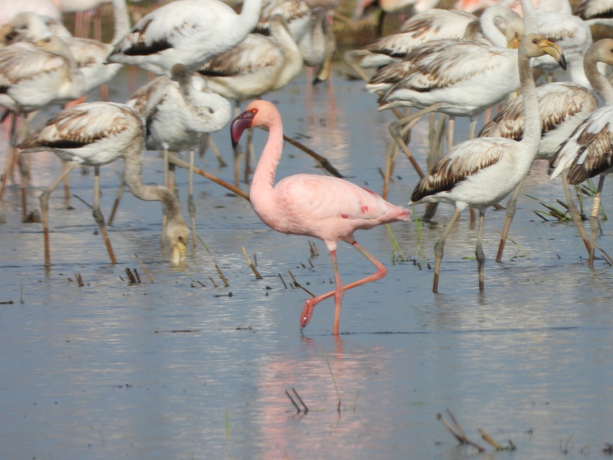 Zwergflamingo - ML644757822