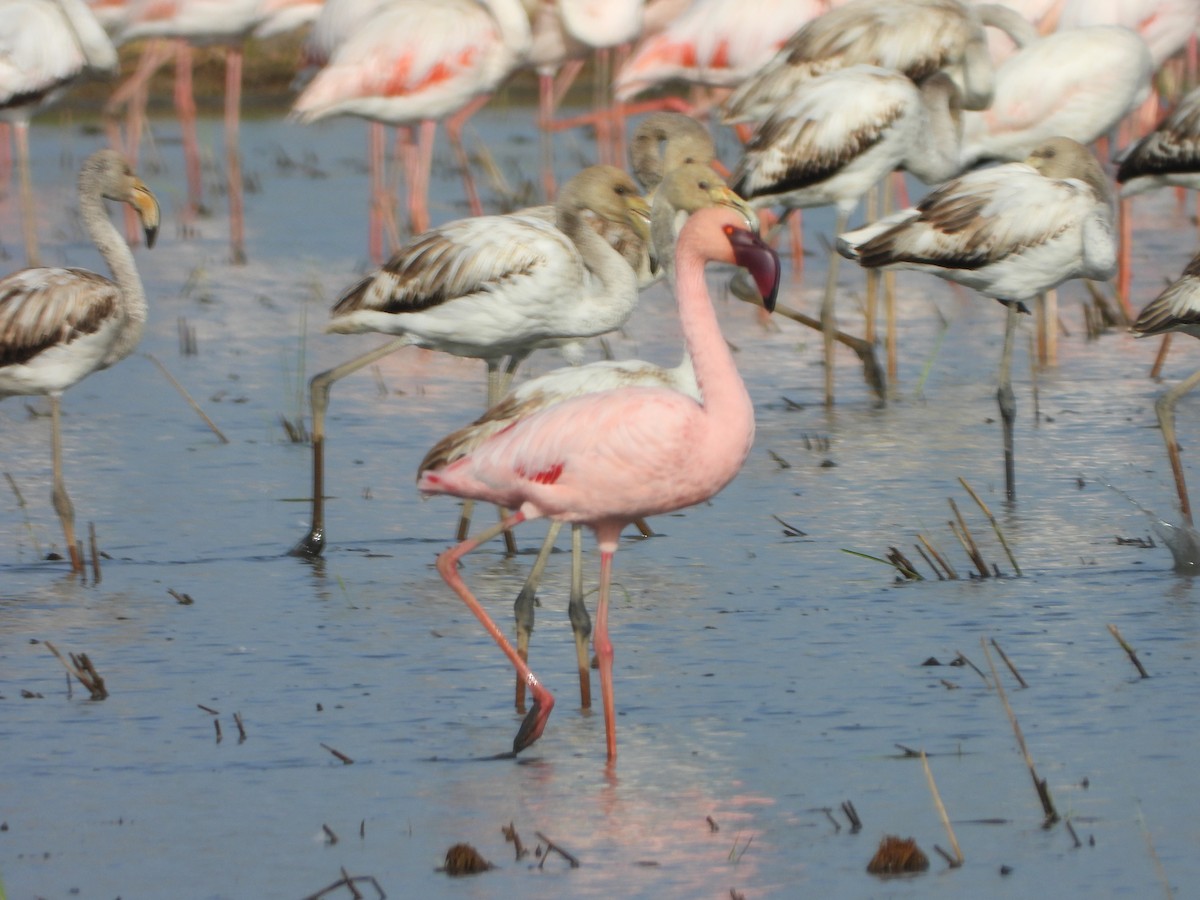 Zwergflamingo - ML644757823