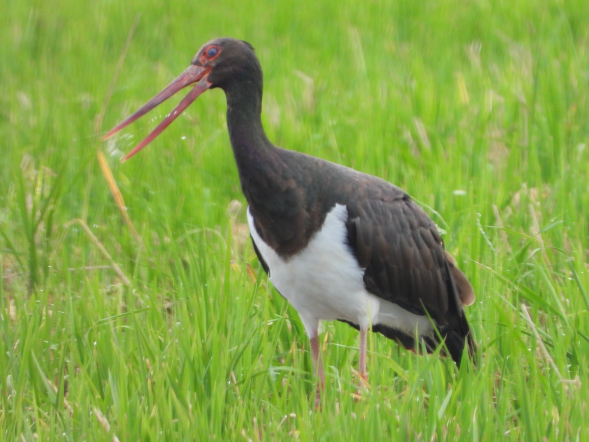 Хар өрөвтас - ML644757827