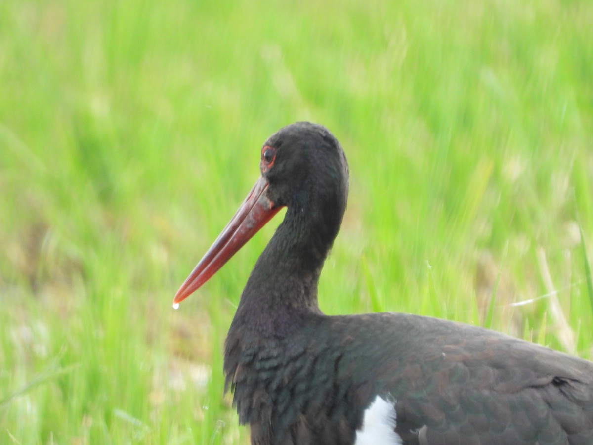 Хар өрөвтас - ML644757828