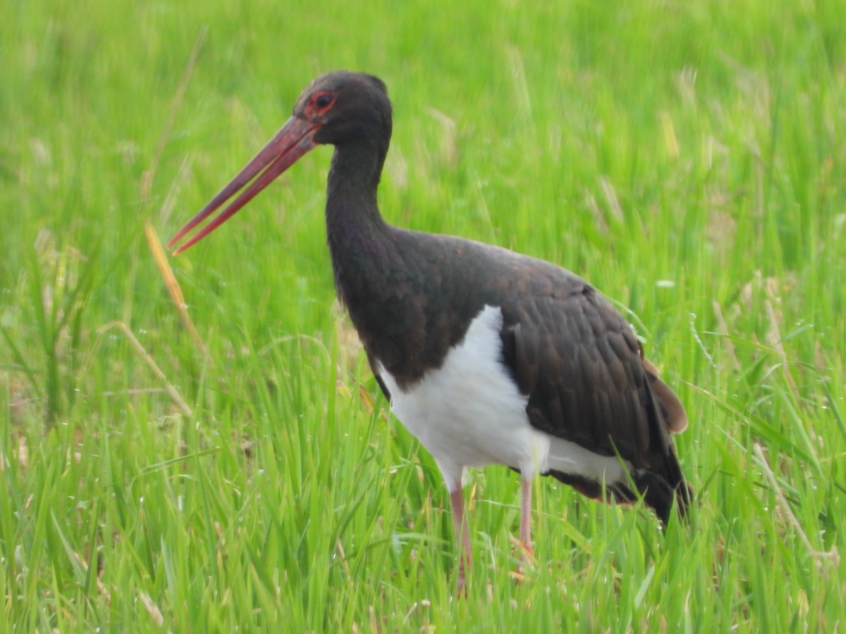 Хар өрөвтас - ML644757829