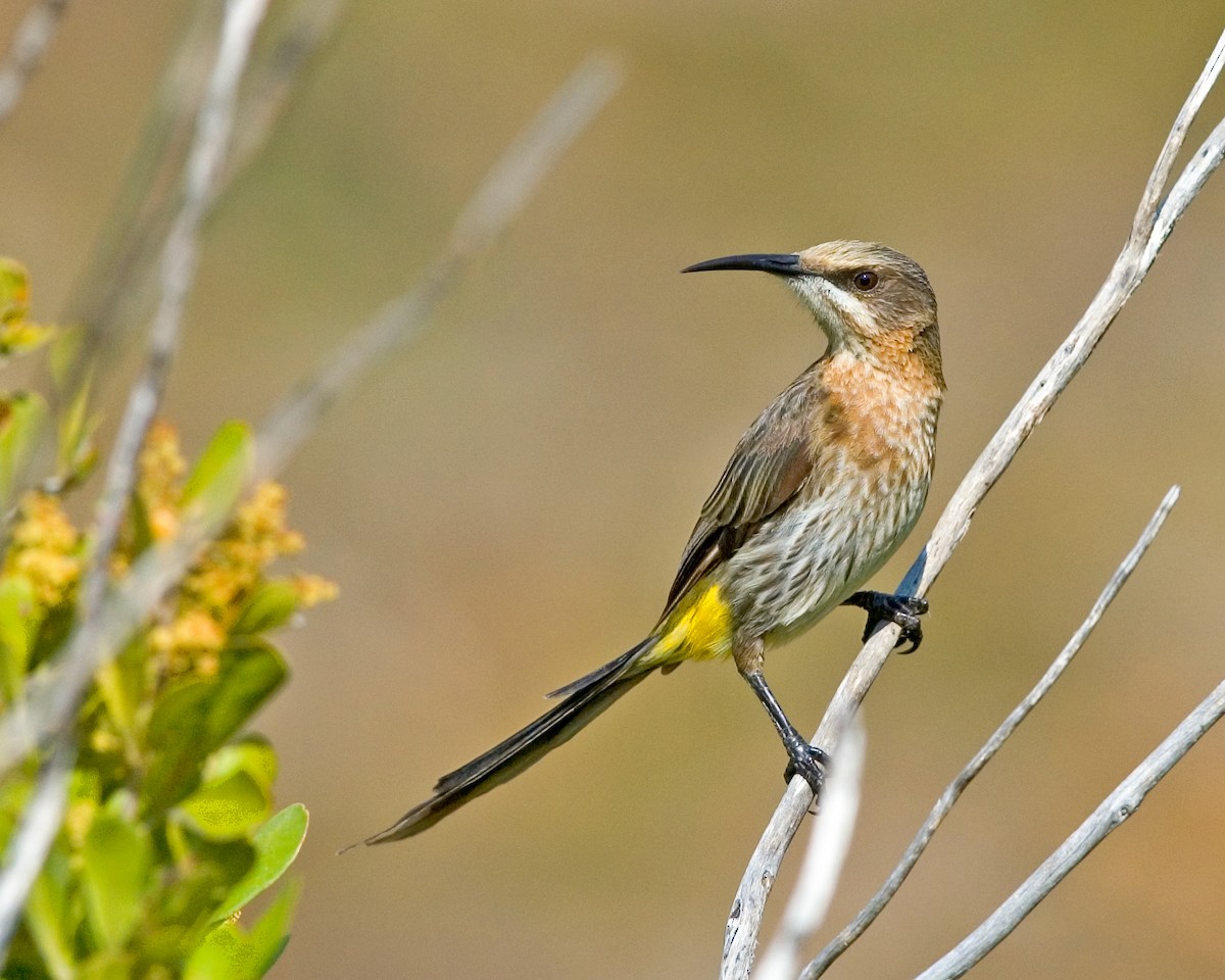 Cape Sugarbird - ML644757830