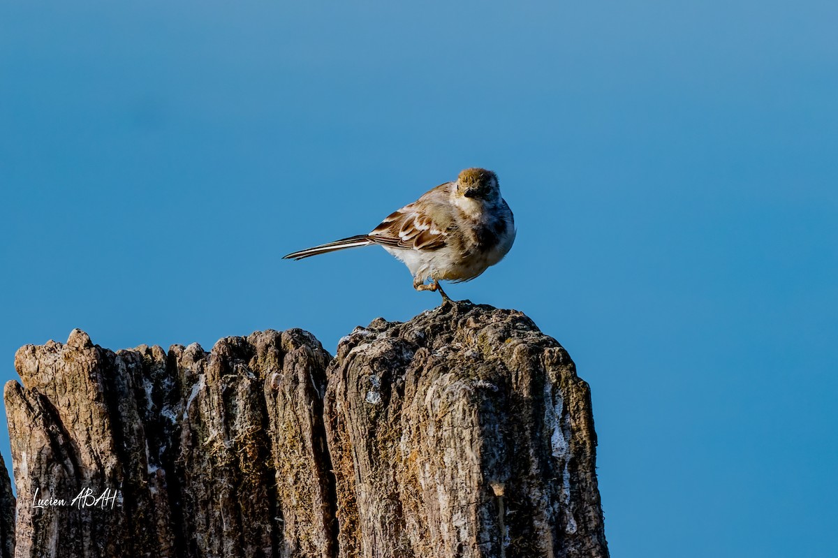 נחליאלי לבן - ML644757850