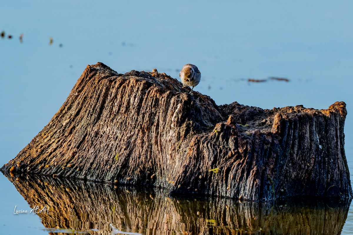 נחליאלי לבן - ML644757853