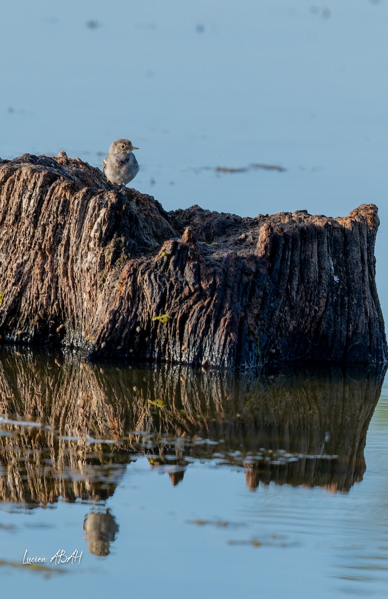 נחליאלי לבן - ML644757855