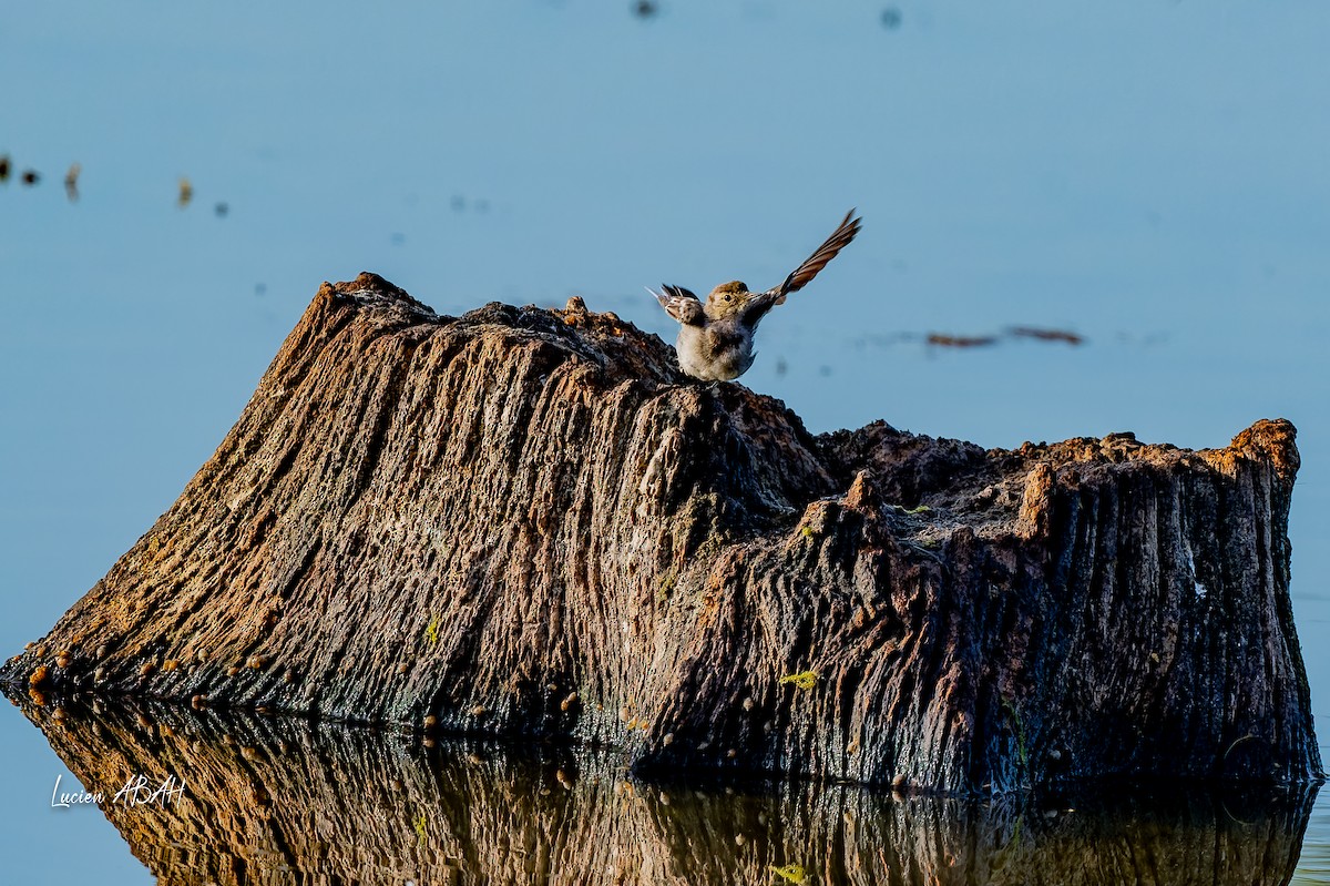נחליאלי לבן - ML644757856