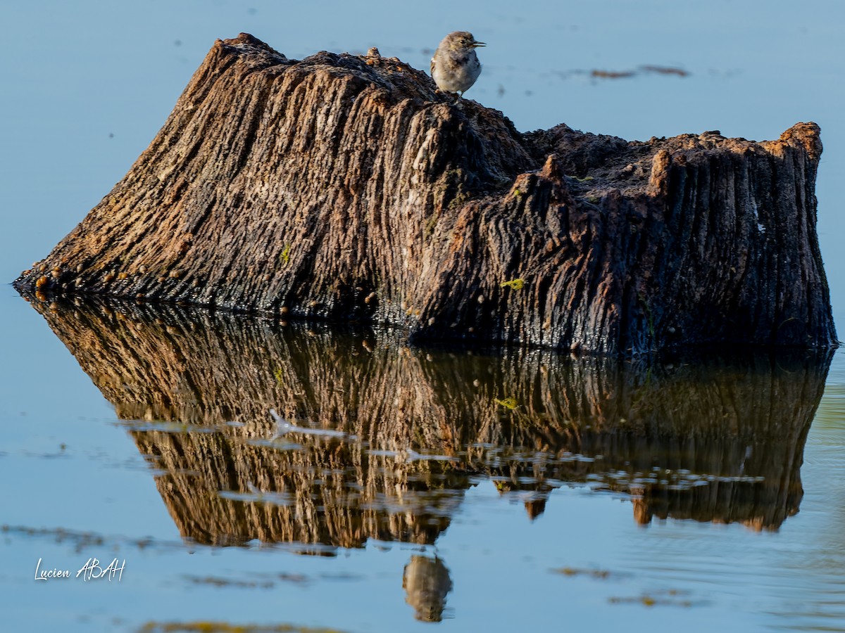 נחליאלי לבן - ML644757857