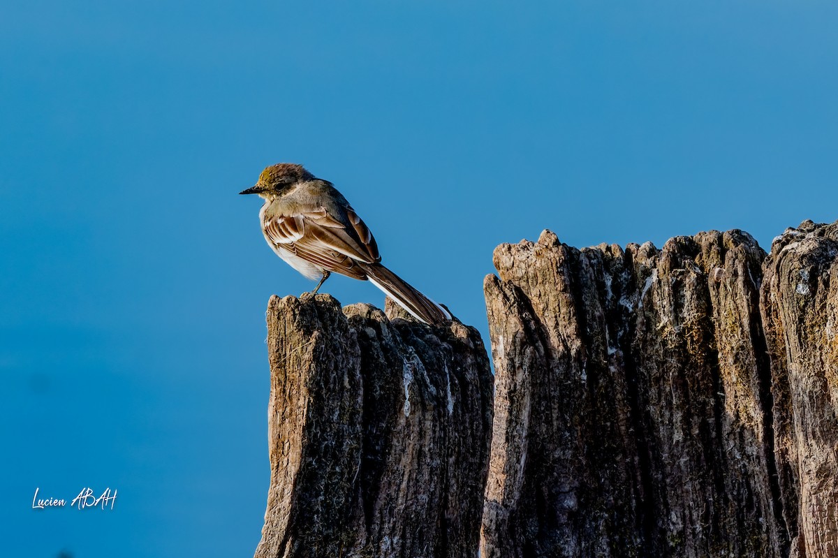 נחליאלי לבן - ML644757858