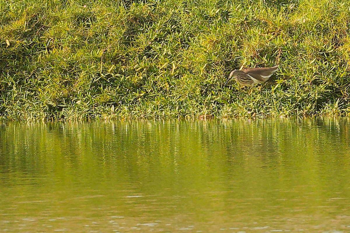 Indian Pond-Heron - ML644757860