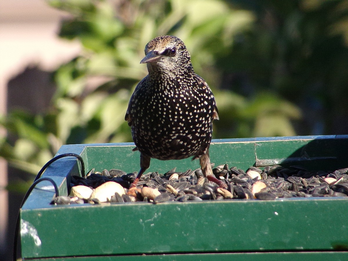 ホシムクドリ - ML644757888