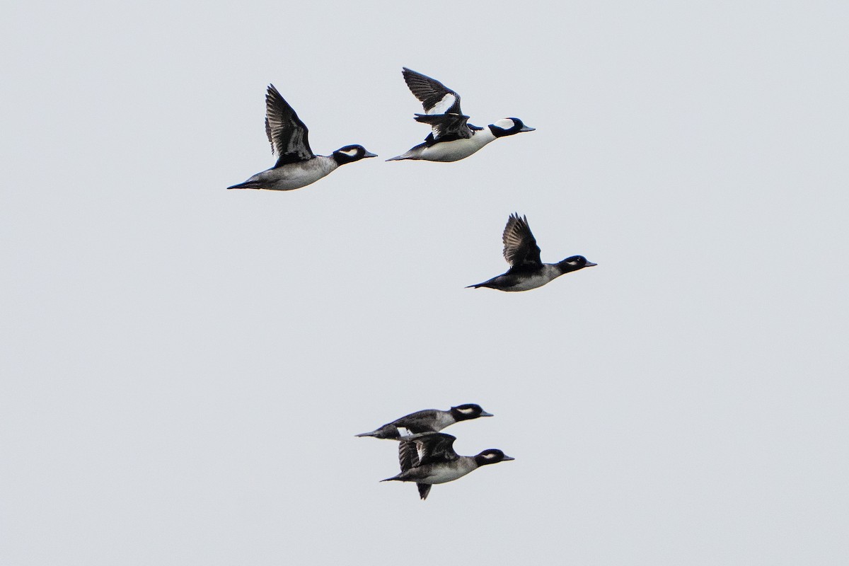 Bufflehead - ML644757907