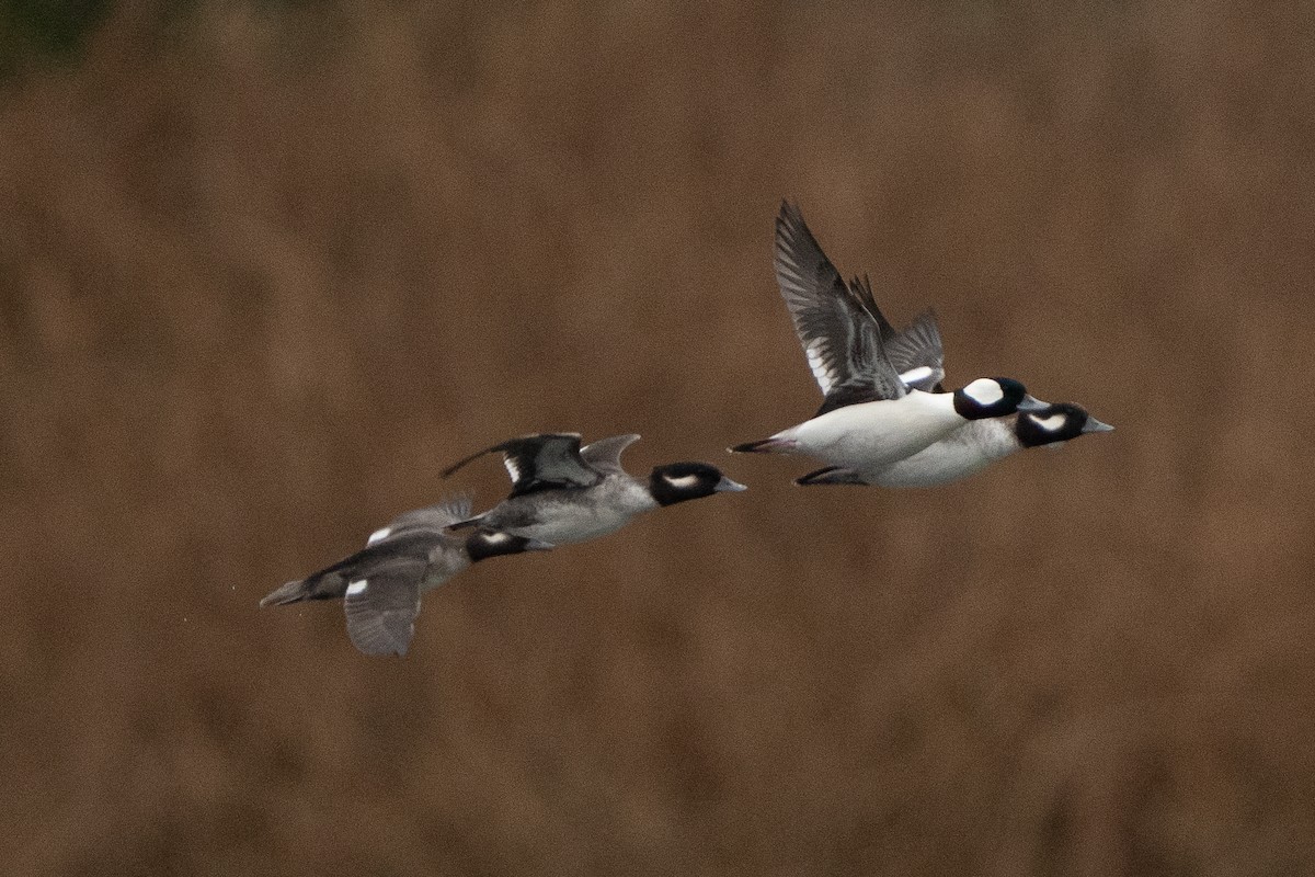 Bufflehead - ML644757908
