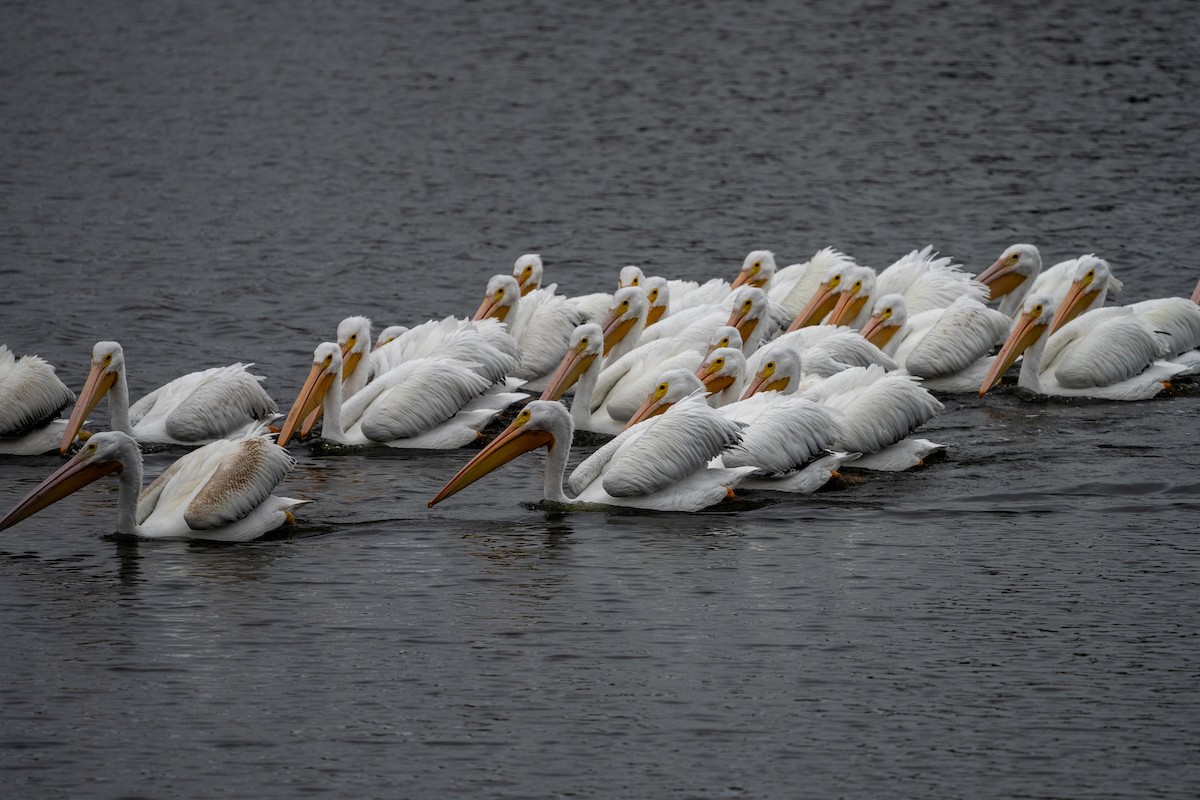 American White Pelican - ML644757909