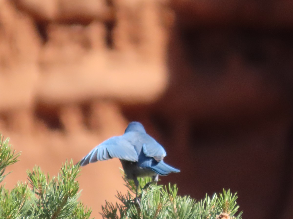 Pinyon Jay - ML644757910