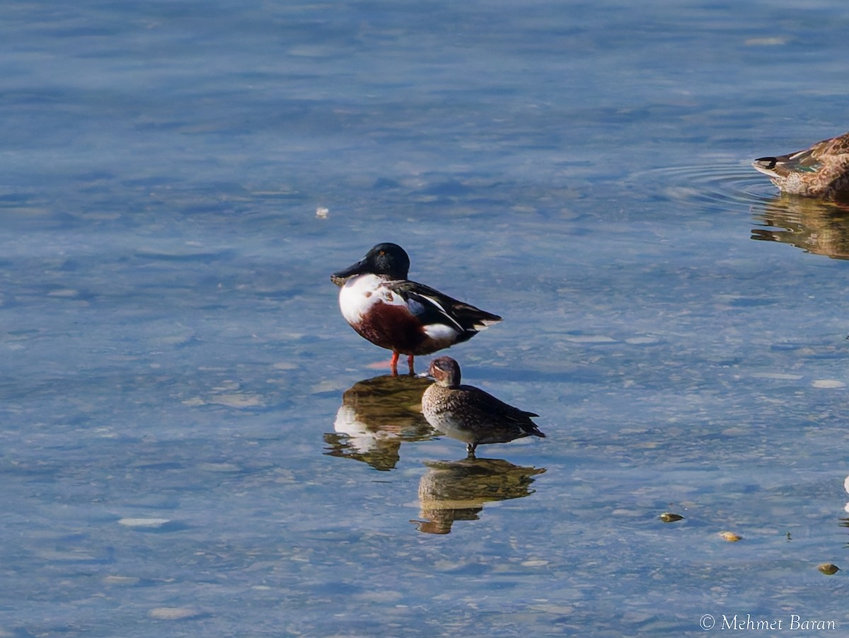 Широконоска - ML644757926